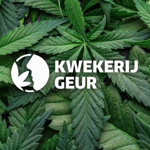 Kwekerijgeur hennep